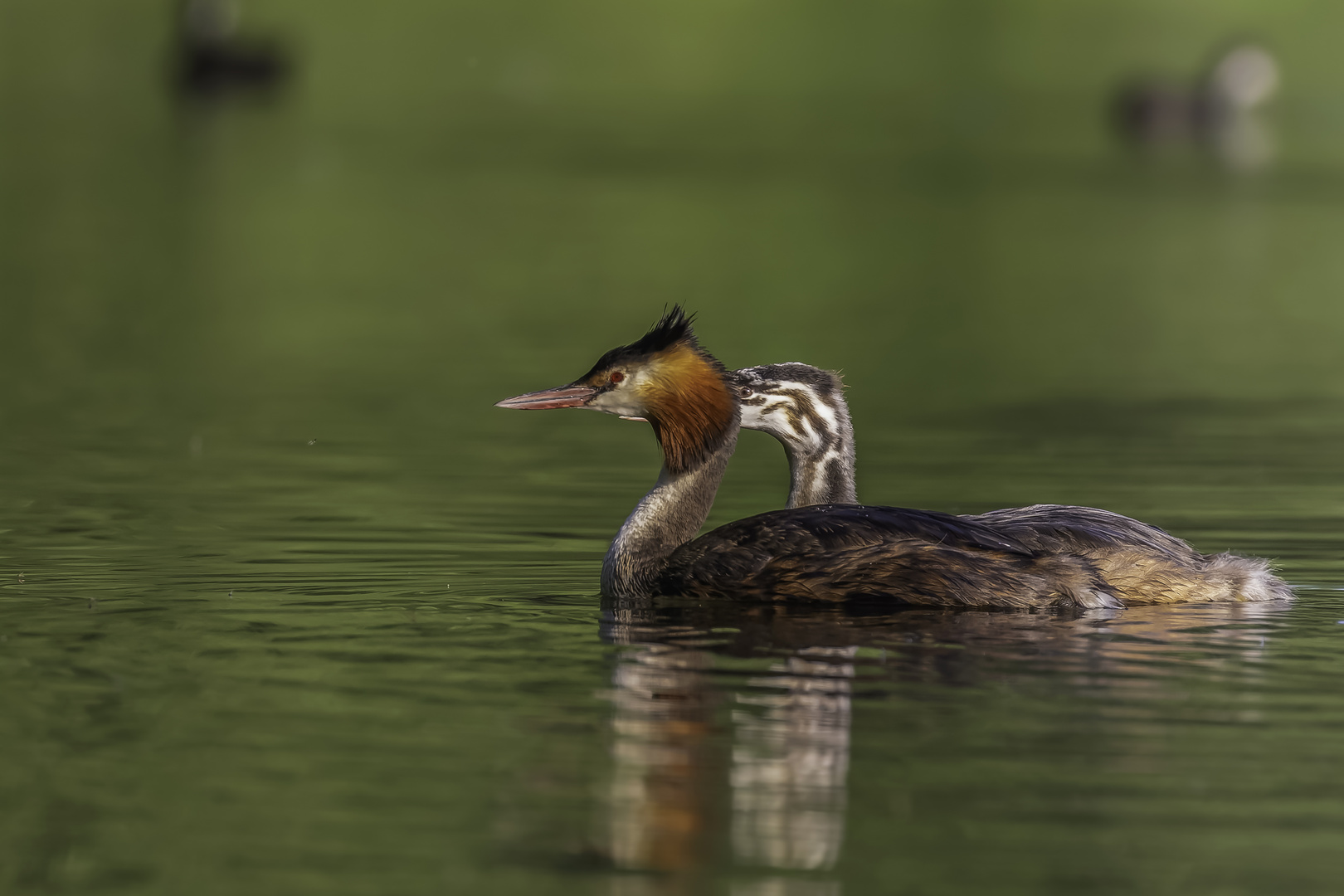 Haubentaucher (Podiceps cristatus)