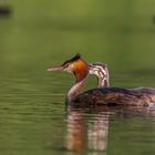 Haubentaucher (Podiceps cristatus)