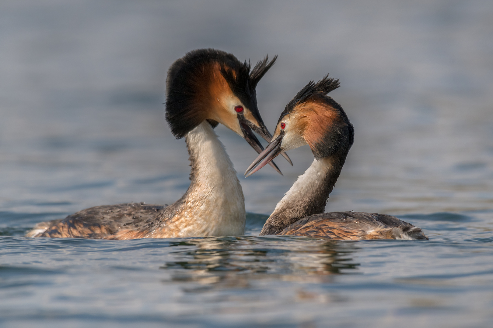 Haubentaucher (Podiceps cristatus)