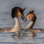 Haubentaucher (Podiceps cristatus)