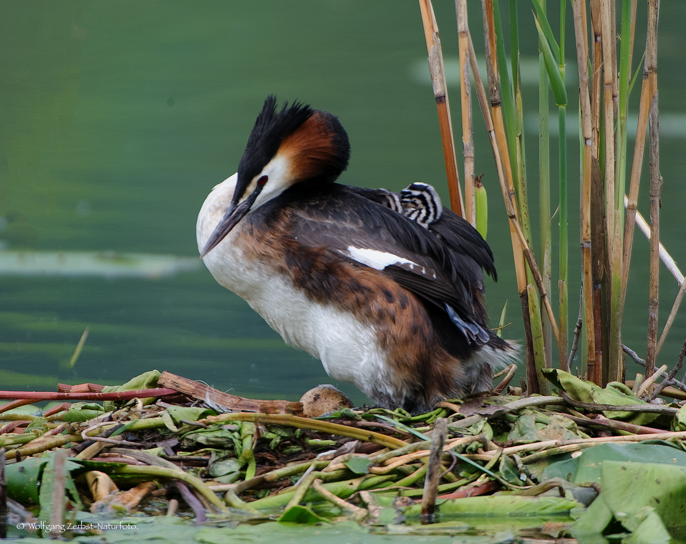   - HAUBENTAUCHER -  (Podiceps cristatus )