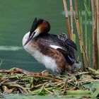   - HAUBENTAUCHER -  (Podiceps cristatus )