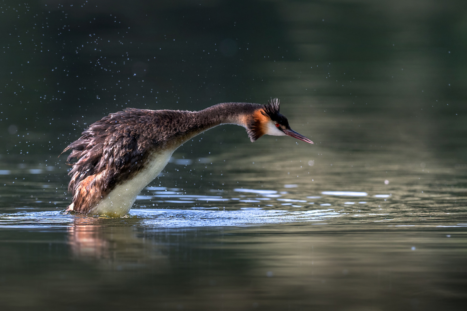 Haubentaucher (Podiceps cristatus)