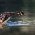 Haubentaucher (Podiceps cristatus)