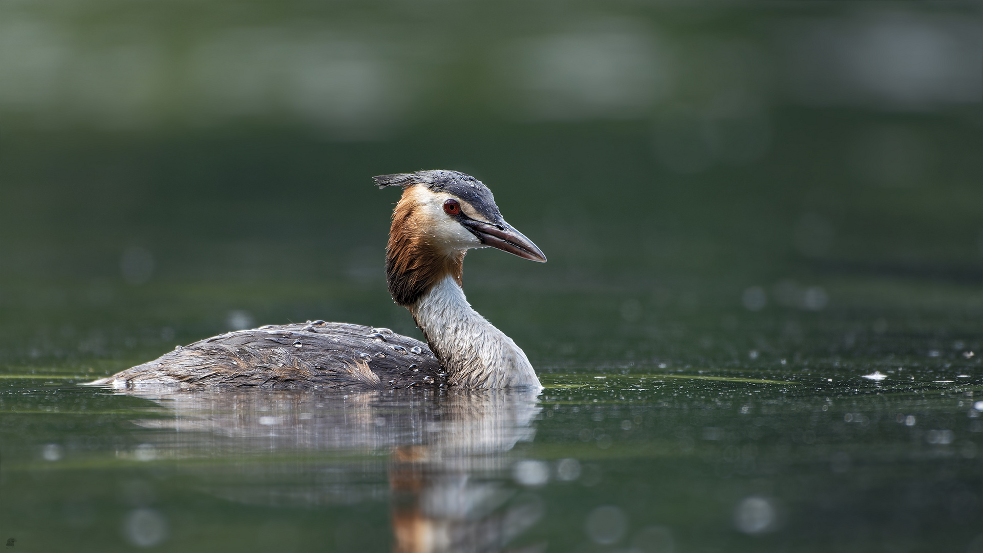 Haubentaucher (Podiceps cristatus)...