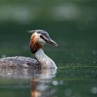 Haubentaucher (Podiceps cristatus)...