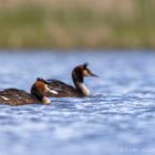 Haubentaucher (Podiceps cristatus)