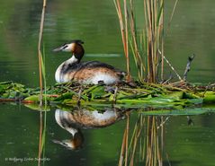 --- Haubentaucher --- ( Podiceps cristatus )