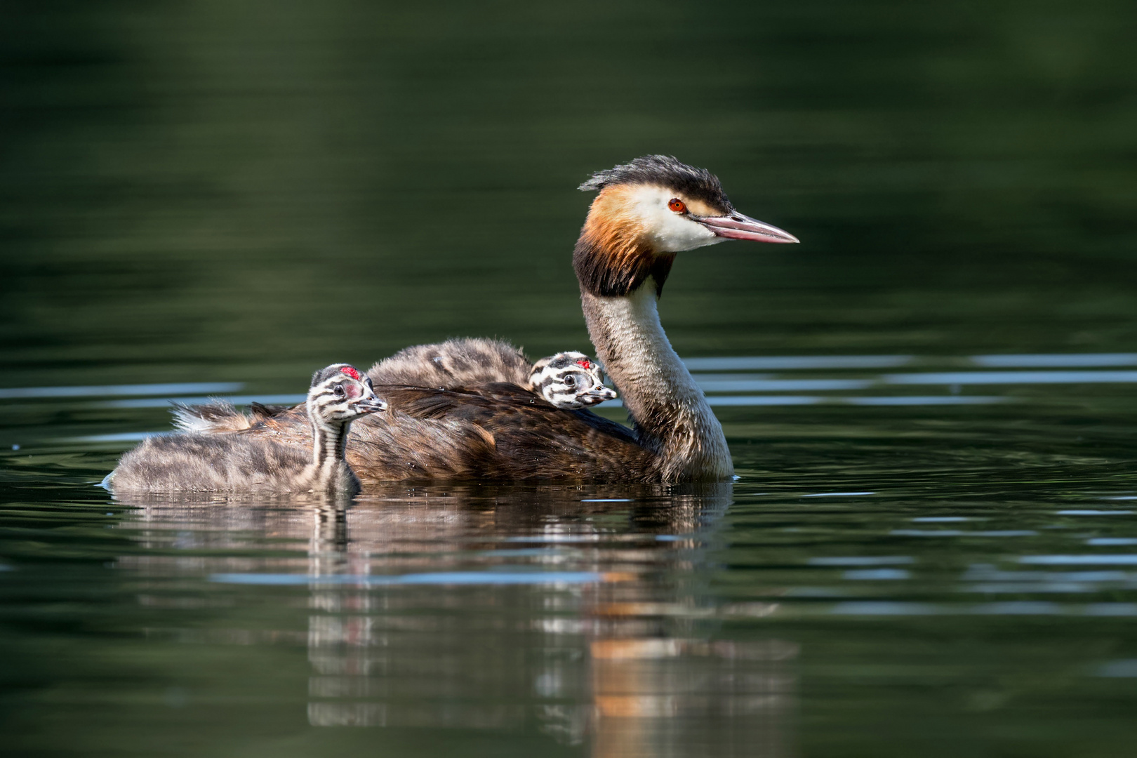 Haubentaucher (Podiceps cristatus)