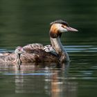 Haubentaucher (Podiceps cristatus)