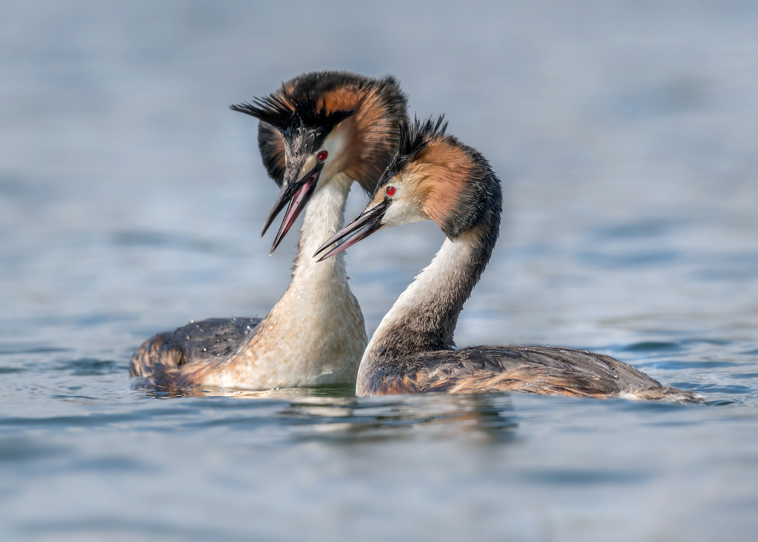 Haubentaucher (Podiceps cristatus)