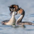 Haubentaucher (Podiceps cristatus)