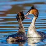 Haubentaucher (Podiceps cristatus)