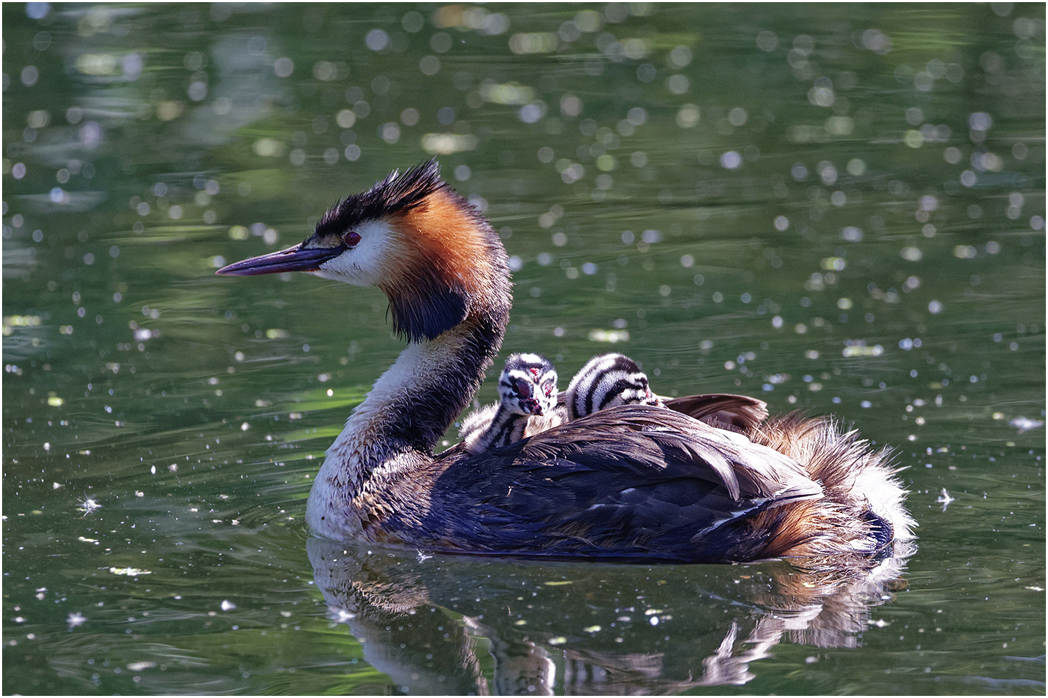 Haubentaucher (Podiceps cristatus)