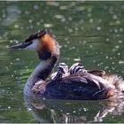 Haubentaucher (Podiceps cristatus)