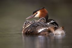 Haubentaucher [Podiceps cristatus]