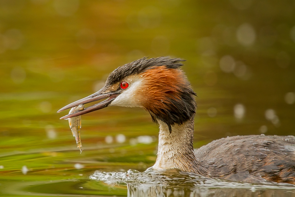 Haubentaucher (Podiceps cristatus)