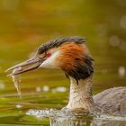 Haubentaucher (Podiceps cristatus)