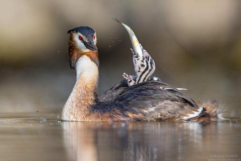 Haubentaucher [Podiceps cristatus]