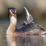 Haubentaucher [Podiceps cristatus]