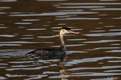 Haubentaucher (Podiceps cristatus)