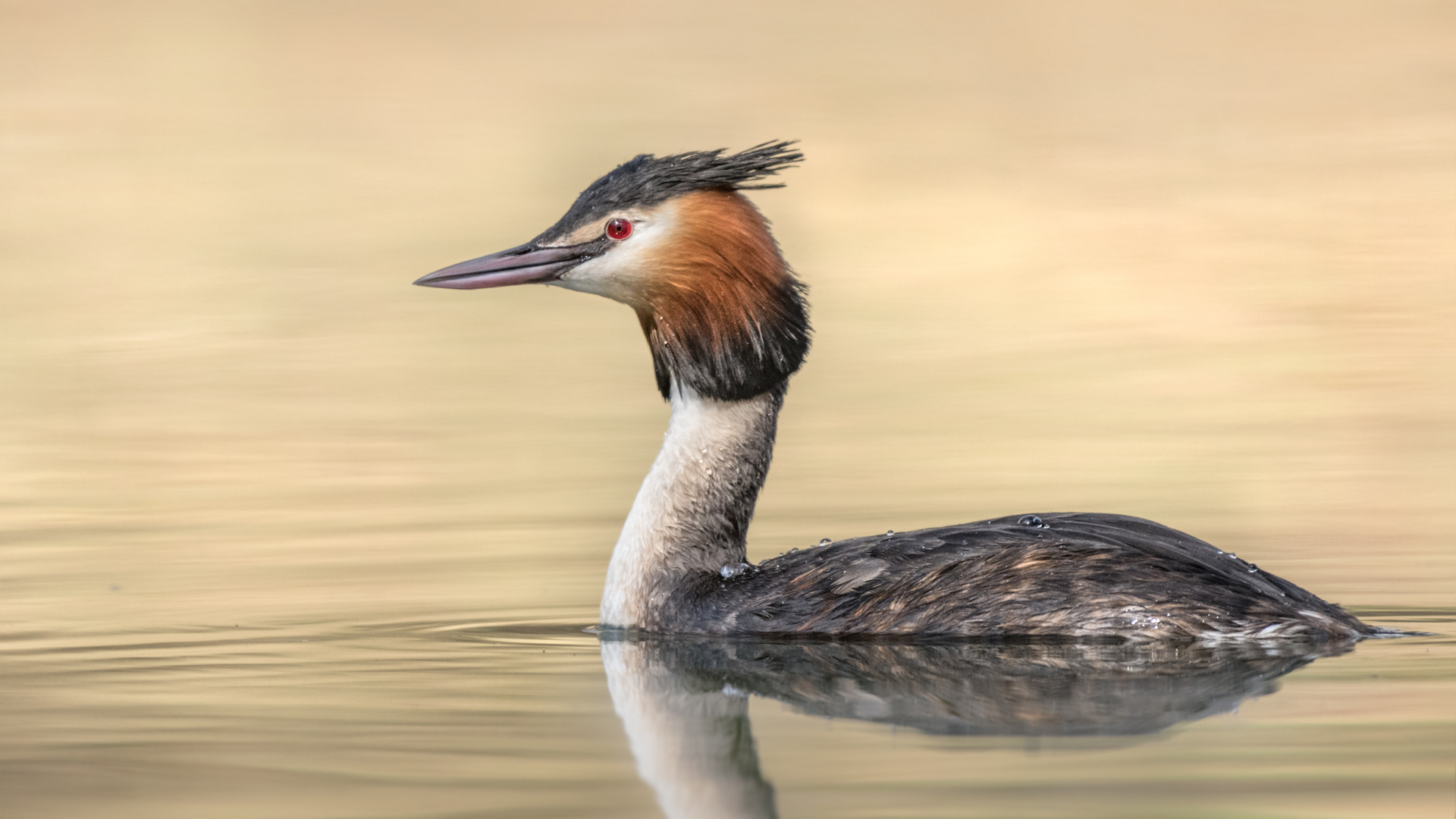 Haubentaucher (Podiceps cristatus)