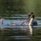 Haubentaucher (Podiceps cristatus)