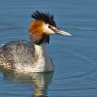 Haubentaucher ( Podiceps cristatus )