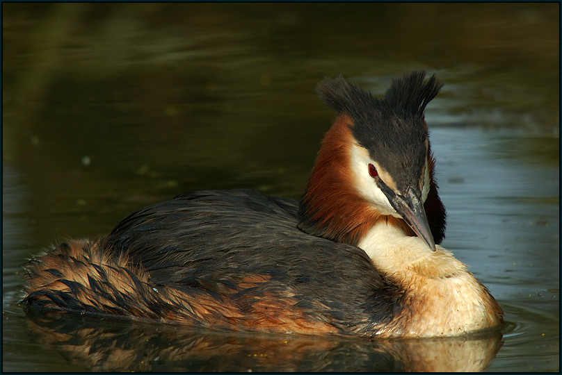 Haubentaucher ~~Podiceps cristatus~~