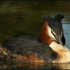 Haubentaucher ~~Podiceps cristatus~~