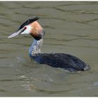 Haubentaucher - Podiceps cristatus