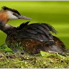 Haubentaucher (Podiceps cristatus)