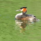 Haubentaucher (Podiceps cristatus ) an einem Teich in Bottrop