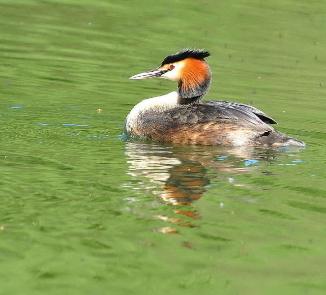 Haubentaucher (Podiceps cristatus ) an einem Teich in Bottrop