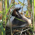 Haubentaucher  (Podiceps cristatus) auf dem Nest