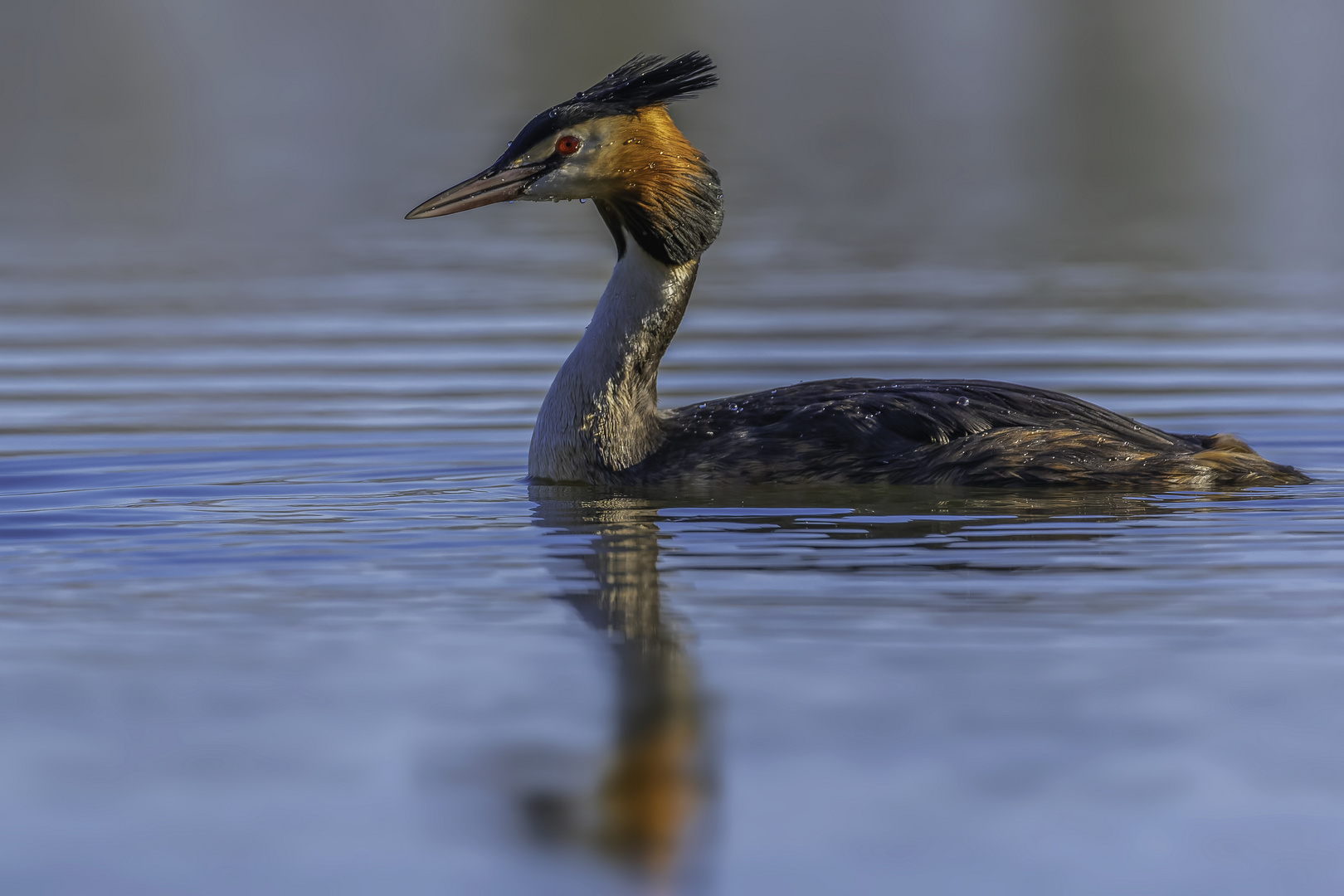 Haubentaucher (Podiceps cristatus)