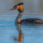 Haubentaucher (Podiceps cristatus)