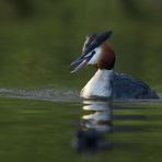 Haubentaucher (Podiceps cristatus)