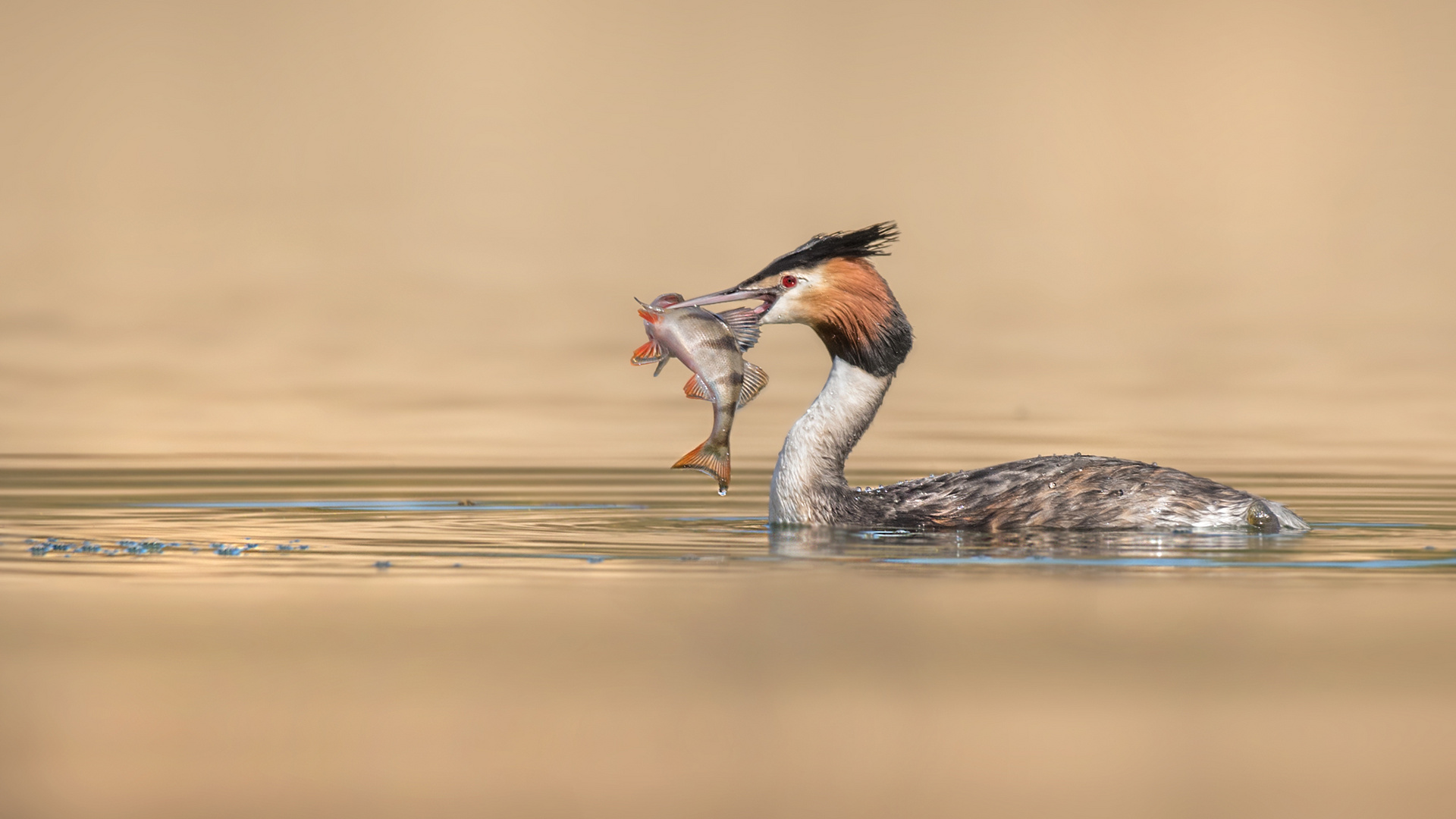 Haubentaucher (Podiceps cristatus)