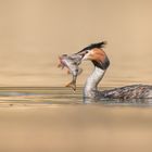 Haubentaucher (Podiceps cristatus)