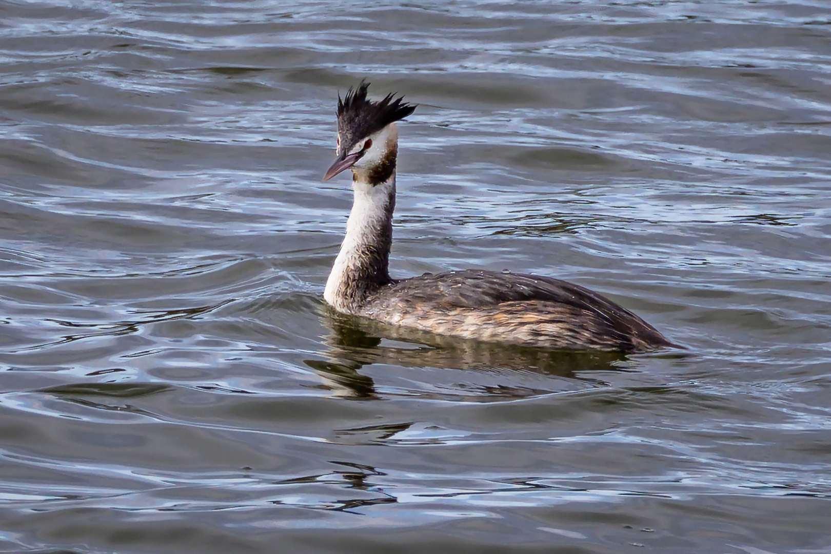 Haubentaucher  (Podiceps cristatus)