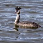 Haubentaucher  (Podiceps cristatus)