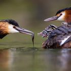 Haubentaucher [Podiceps cristatus]