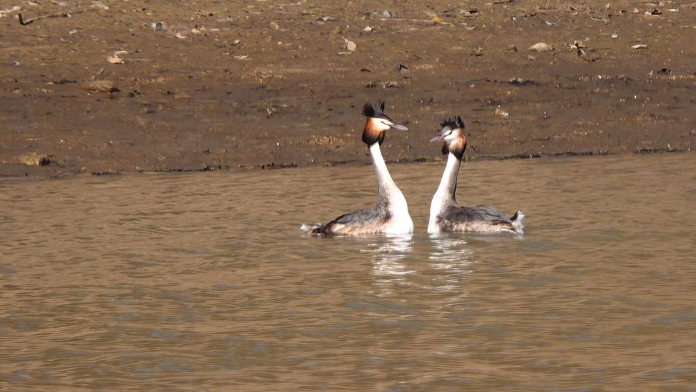 Haubentaucher (Podiceps cristatus)