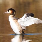 Haubentaucher Podiceps cristatus 