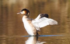 Haubentaucher Podiceps cristatus 