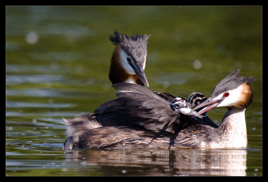 Haubentaucher (Podiceps cristatus) bei der Brutpflege, Göttinger Kiessee