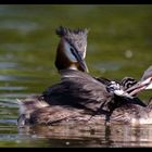 Haubentaucher (Podiceps cristatus) bei der Brutpflege, Göttinger Kiessee