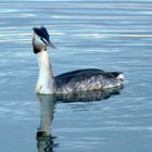 Haubentaucher (Podiceps cristatus)