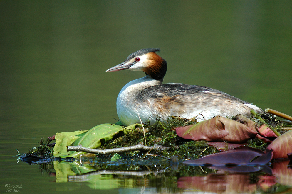 Haubentaucher (Podiceps cristatus)